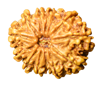 13 Mukhi Nepali Rudraksha